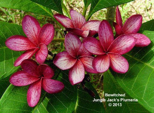 Bewitched plumeria photo