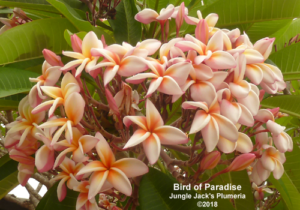 Bird of Paradise thumbnail