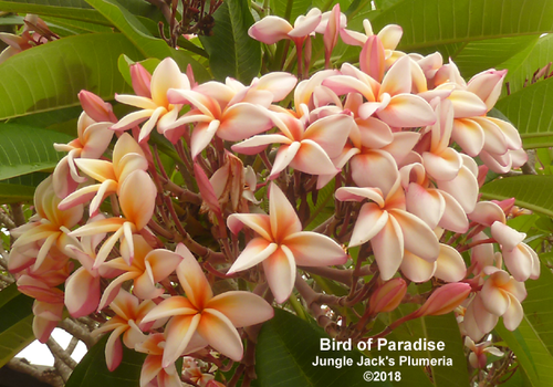 Bird of Paradise plumeria photo