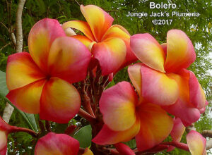 Bolero thumbnail