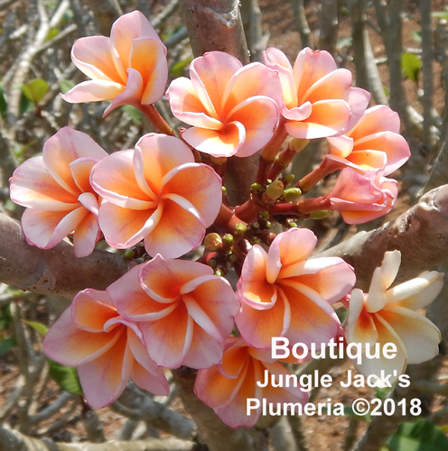 Boutique plumeria photo