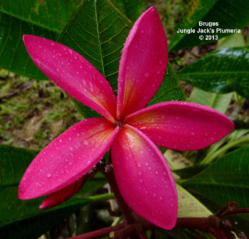 Bruges plumeria photo