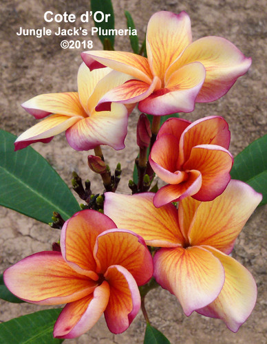 Côte d’Or plumeria photo