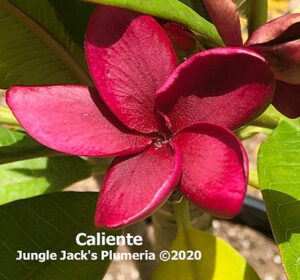 Caliente thumbnail