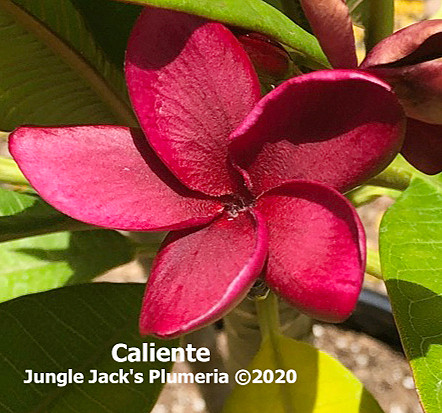 Caliente plumeria photo