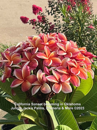 California Sunset plumeria photo