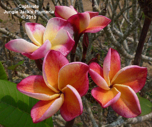 Captivate plumeria photo