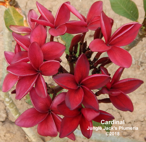 Cardinal plumeria photo