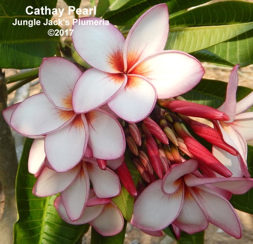 Gee Petch plumeria photo