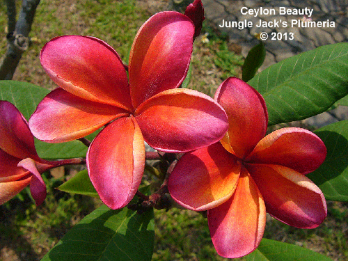 Firestorm (Thai) plumeria photo