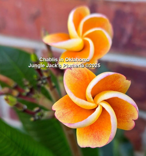 Chablis plumeria photo
