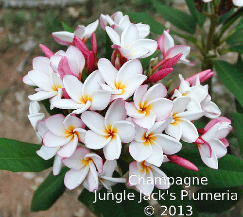 Champagne plumeria photo