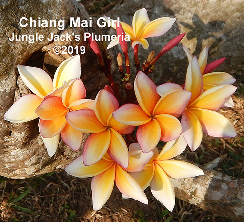 Chiang Mai Girl plumeria photo