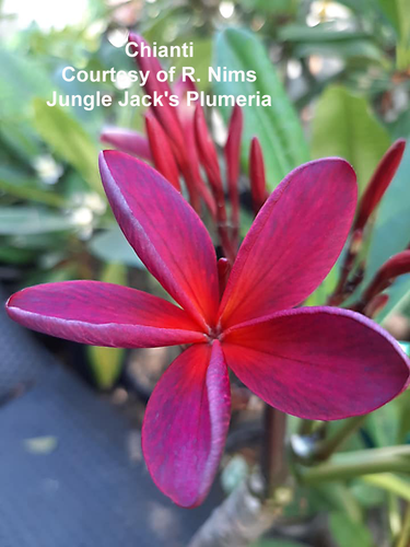 Chianti plumeria photo