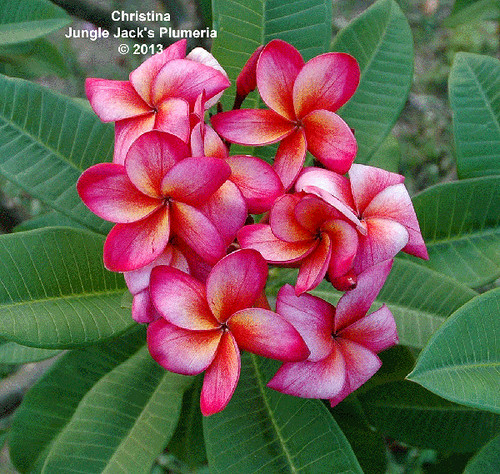Christina plumeria photo