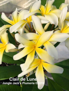 Clair de Lune thumbnail