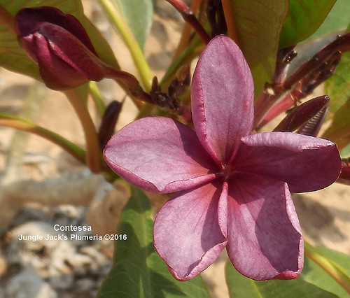 Contessa plumeria photo