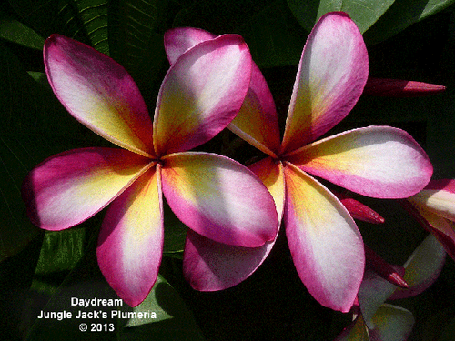 DayDream plumeria photo