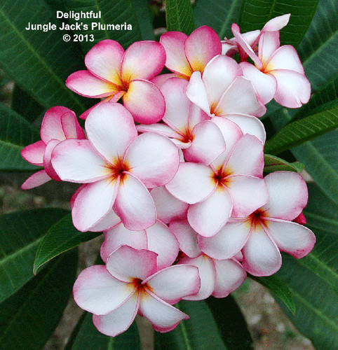 J 5 plumeria photo