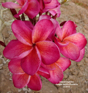 Desert Sunrise &ndash; J71 plumeria