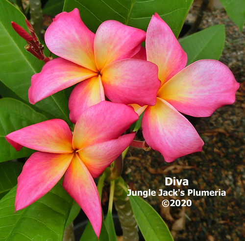 Diva plumeria flower - Jungle Jack source photo