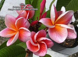 Divine plumeria flower - Jungle Jack source photo
