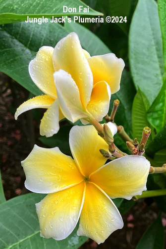 Don Fai plumeria photo