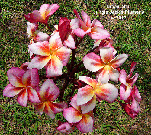 Dream Star plumeria photo
