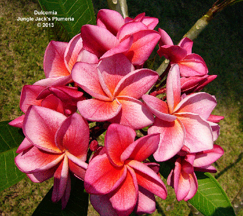 Dulcemia JJ plumeria photo