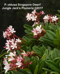Dwarf Singapore Pink plumeria
