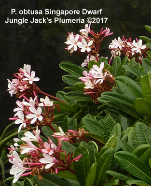 Dwarf Singapore Pink plumeria photo