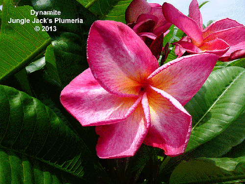 Dynamite plumeria photo