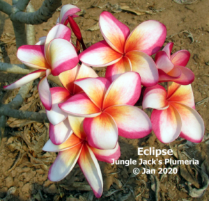 Eclipse thumbnail