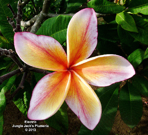Electric plumeria photo