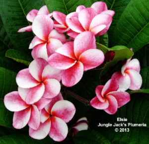Elsie plumeria