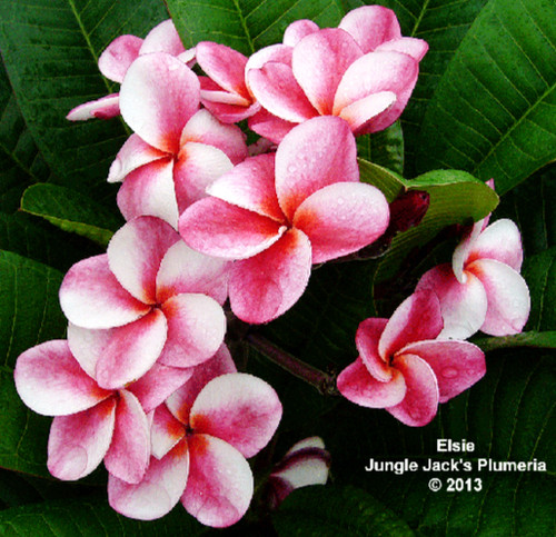 Elsie plumeria photo