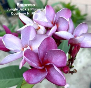 Empress thumbnail