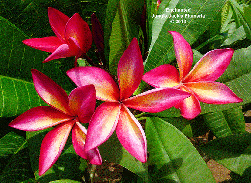 Enchanted plumeria photo