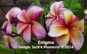 Enigma thumbnail