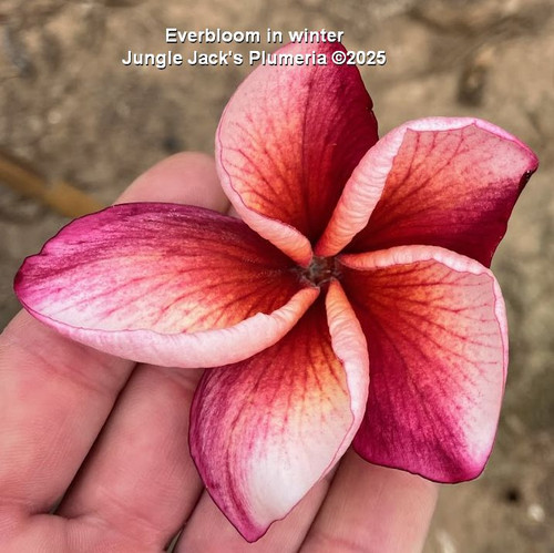 Everbloom plumeria photo