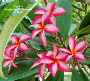 Exotica thumbnail