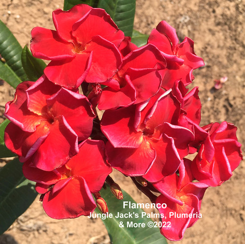Flamenco plumeria photo