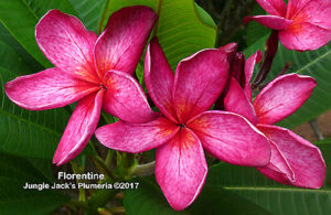 Florentine thumbnail