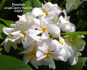 Flourish thumbnail