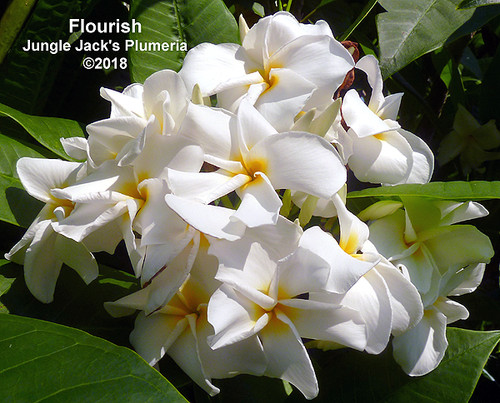 Flourish plumeria photo