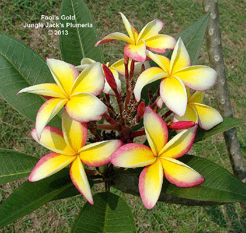 JJ Fools Gold plumeria photo