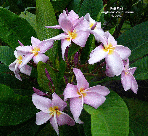 Fuji Mist plumeria photo