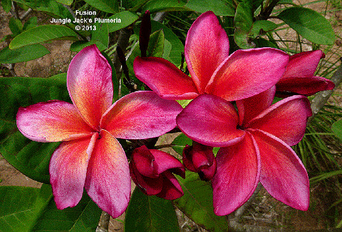 Fusion plumeria photo