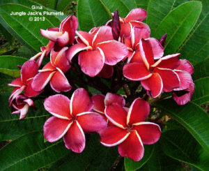 Gina plumeria flower - Jungle Jack source photo