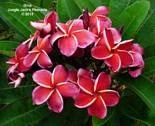 Gina plumeria photo